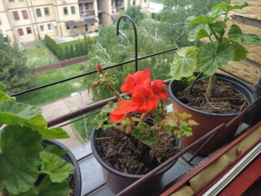 Pencere kenarındaki saksılarda kırmızı çiçekler. Pelargonium zonal veya kırmızı çiçekli sardunya.