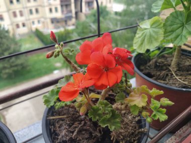 Pencere kenarındaki saksılarda kırmızı çiçekler. Pelargonium zonal veya kırmızı çiçekli sardunya.