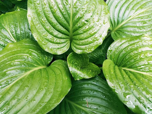 Hosta, a genus of perennial herbaceous plants of the Asparagus family. Horticulture and landscape design. Shade-tolerant ornamental deciduous plants. Green leaves with water drops.