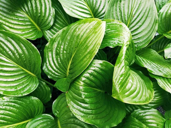 Hosta, a genus of perennial herbaceous plants of the Asparagus family. Horticulture and landscape design. Shade-tolerant ornamental deciduous plants. Green leaves with water drops.