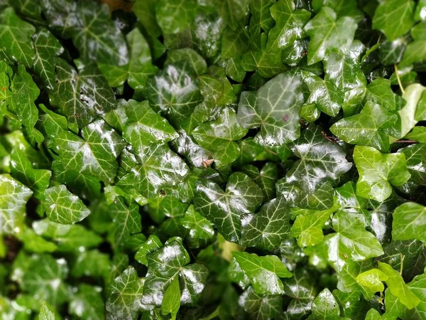 Vlhká Ivy Odchází Dešti Detailní Záběr Mokrých Listů Kapky Deště — Stock fotografie