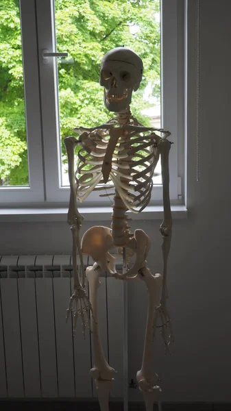 Skeleton Background Window School Office — Zdjęcie stockowe