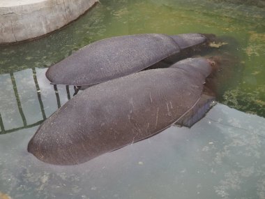 İki su aygırı bir gölde yatıyor. Suyun yüzeyinde iki büyük sırt. Belgrad Hayvanat Bahçesi, Sırbistan.
