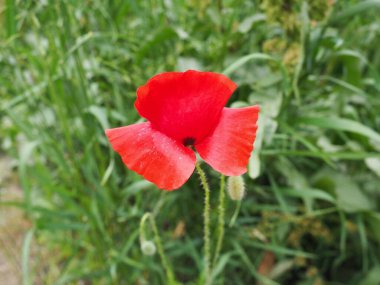 Haşhaş, haşhaş, ateş çiçeği. Papaveraceae familyasından Papaver Poppy cinsinin yıllık bitkisi Papaver rhoeas gelinciği. Yeşil çimlerde kırmızı çiçekler.