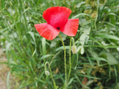 Haşhaş, haşhaş, ateş çiçeği. Papaveraceae familyasından Papaver Poppy cinsinin yıllık bitkisi Papaver rhoeas gelinciği. Yeşil çimlerde kırmızı çiçekler.