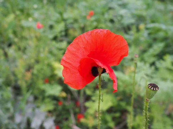 Papoula Campo Papoula Selvagem Flor Fogo Papaver Rhoeas Poppy Uma — Fotografia de Stock