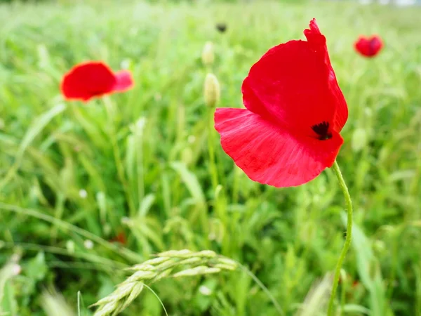 Papoula de campo, papoula selvagem, flor de fogo. Papaver rhoeas poppy é uma espécie de planta com flor pertencente à família Papaveraceae. Flores vermelhas na grama verde — Fotografia de Stock