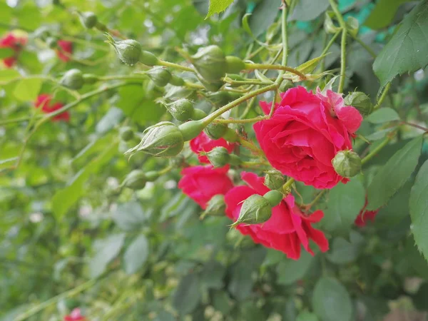 Rote Rose. Rose ist eine Art oder Sorte von Vertretern der Gattung Hagebutte Rosa, die vom Menschen kultiviert wird und in freier Wildbahn wächst. Ergebnis der Selektion. Scharlachrote helle Blume auf grünen Blättern — Stockfoto