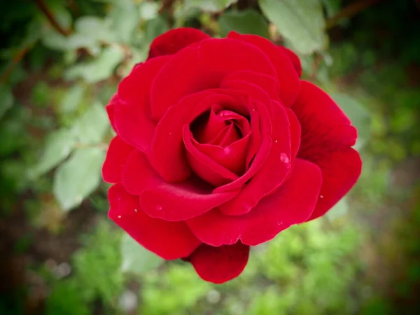 Czerwona Róża. Rose jest gatunkiem lub odmianą przedstawicieli rodzaju Rosehip Rosa, uprawianych przez ludzi i rosnących w środowisku naturalnym. Wynik selekcji. Szkarłatny kwiat na zielonych liściach — Zdjęcie stockowe