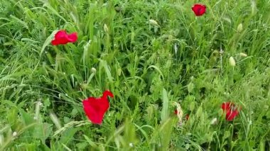 Haşhaş, haşhaş, ateş çiçeği. Papaveraceae familyasından Papaver Poppy cinsi papaver rhoeas gelinciği. Yeşil çimenlikteki kırmızı çiçekler. Gelincikler sallanıyor ve rüzgârda hareket ediyor