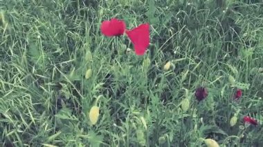 Haşhaş, haşhaş, ateş çiçeği. Papaveraceae familyasından Papaver Poppy cinsi papaver rhoeas gelinciği. Yeşil çimenlikteki kırmızı çiçekler. Gelincikler sallanıyor ve rüzgârda hareket ediyor