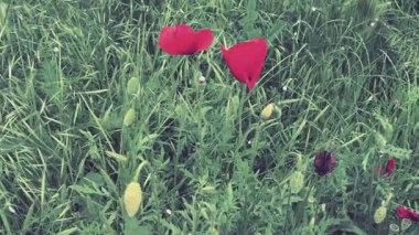 Haşhaş, haşhaş, ateş çiçeği. Papaveraceae familyasından Papaver Poppy cinsi papaver rhoeas gelinciği. Yeşil çimenlikteki kırmızı çiçekler. Gelincikler sallanıyor ve rüzgârda hareket ediyor