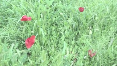 Haşhaş, haşhaş, ateş çiçeği. Papaveraceae familyasından Papaver Poppy cinsi papaver rhoeas gelinciği. Yeşil çimenlikteki kırmızı çiçekler. Gelincikler sallanıyor ve rüzgârda hareket ediyor