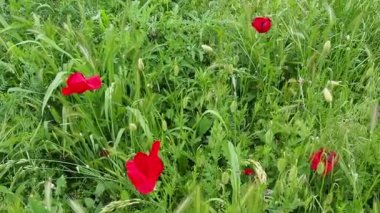 Haşhaş, haşhaş, ateş çiçeği. Papaveraceae familyasından Papaver Poppy cinsi papaver rhoeas gelinciği. Yeşil çimenlikteki kırmızı çiçekler. Gelincikler sallanıyor ve rüzgârda hareket ediyor