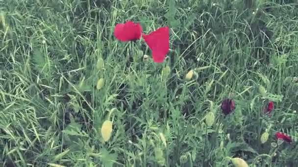Polny mak, dziki mak, kwiat ognia. Papaver rhoeas mak, gatunek z rodzaju Papaver Poppy z rodziny Papaveraceae. Czerwone kwiaty w zielonej trawie. Maki machają i poruszają się na wietrze — Wideo stockowe