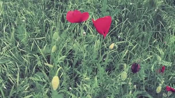 Pavot des champs, pavot sauvage, fleur de feu. Papaver rhoeas poppy, espèce du genre Papaver Poppy de la famille des Papaveraceae. Fleurs rouges dans l'herbe verte. Coquelicots agitant et se déplaçant dans le vent — Video