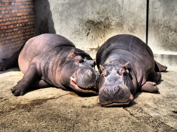 Hipopótamos Mentem Dormem Hipopótamos Masculinos Femininos Casal Animal Desnudou Suas — Fotografia de Stock