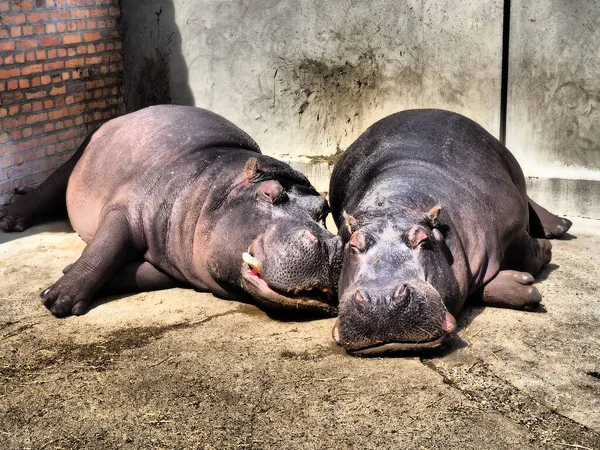 Hipopótamos Mentem Dormem Hipopótamos Masculinos Femininos Casal Animal Desnudou Suas — Fotografia de Stock