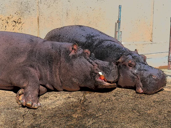 Hipopótamos Mentem Dormem Hipopótamos Masculinos Femininos Casal Animal Desnudou Suas — Fotografia de Stock