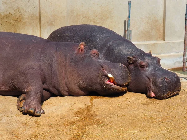 Hipopótamos Mentem Dormem Hipopótamos Masculinos Femininos Casal Animal Desnudou Suas — Fotografia de Stock