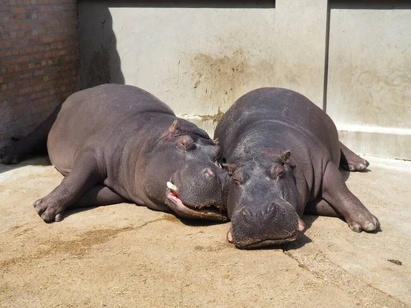 Hipopótamos Mentem Dormem Hipopótamos Masculinos Femininos Casal Animal Desnudou Suas — Fotografia de Stock