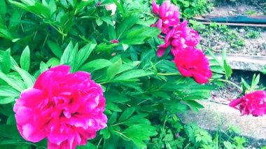 Rüzgarda uçuşan kırmızı pembe şakayıklar. Yeşil yapraklı ve çimenli bir arka planda güzel, büyük, şakayık çiçekleri. Çiçekçilik, çiçekçilik ve bahçıvanlık hobisi. Çiçek bahçesinde rüzgarlı bir hava.