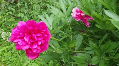 Rüzgarda uçuşan kırmızı pembe şakayıklar. Yeşil yapraklı ve çimenli bir arka planda güzel, büyük, şakayık çiçekleri. Çiçekçilik, çiçekçilik ve bahçıvanlık hobisi. Çiçek bahçesinde rüzgarlı bir hava.