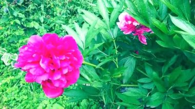 Rüzgarda uçuşan kırmızı pembe şakayıklar. Yeşil yapraklı ve çimenli bir arka planda güzel, büyük, şakayık çiçekleri. Çiçekçilik, çiçekçilik ve bahçıvanlık hobisi. Çiçek bahçesinde rüzgarlı bir hava.