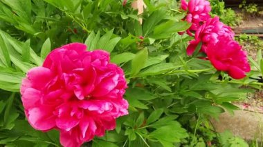 Rüzgarda uçuşan kırmızı pembe şakayıklar. Yeşil yapraklı ve çimenli bir arka planda güzel, büyük, şakayık çiçekleri. Çiçekçilik, çiçekçilik ve bahçıvanlık hobisi. Çiçek bahçesinde rüzgarlı bir hava.
