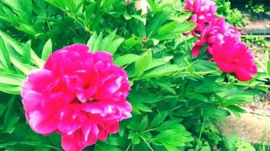 Rüzgarda uçuşan kırmızı pembe şakayıklar. Yeşil yapraklı ve çimenli bir arka planda güzel, büyük, şakayık çiçekleri. Çiçekçilik, çiçekçilik ve bahçıvanlık hobisi. Çiçek bahçesinde rüzgarlı bir hava.