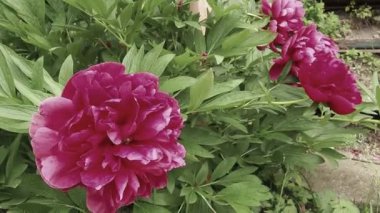 Rüzgarda uçuşan kırmızı pembe şakayıklar. Yeşil yapraklı ve çimenli bir arka planda güzel, büyük, şakayık çiçekleri. Çiçekçilik, çiçekçilik ve bahçıvanlık hobisi. Çiçek bahçesinde rüzgarlı bir hava.
