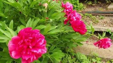 Rüzgarda uçuşan kırmızı pembe şakayıklar. Yeşil yapraklı ve çimenli bir arka planda güzel, büyük, şakayık çiçekleri. Çiçekçilik, çiçekçilik ve bahçıvanlık hobisi. Çiçek bahçesinde rüzgarlı bir hava.