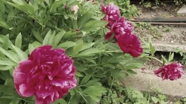 Rüzgarda uçuşan kırmızı pembe şakayıklar. Yeşil yapraklı ve çimenli bir arka planda güzel, büyük, şakayık çiçekleri. Çiçekçilik, çiçekçilik ve bahçıvanlık hobisi. Çiçek bahçesinde rüzgarlı bir hava