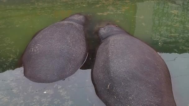 Due ippopotami giacciono in uno stagno. Due grandi dorsi sulla superficie dell'acqua. Zoo di Belgrado, Serbia. Ippopotami maschi e femmine. Amore e amicizia — Video Stock