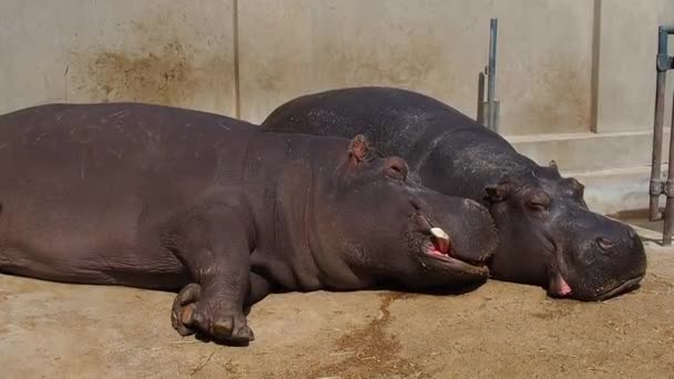 Los hipopótamos mienten y duermen. Hipopótamos hombres y mujeres, pareja casada. El animal ha desnudo sus colmillos y babea durante el sueño. Los hipopótamos disfrutan del sol. La pared empapada. Zoo Belgrado, Serbia. — Vídeos de Stock