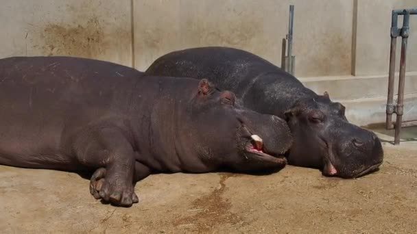 Los hipopótamos mienten y duermen. Hipopótamos hombres y mujeres, pareja casada. El animal ha desnudo sus colmillos y babea durante el sueño. Los hipopótamos disfrutan del sol. La pared empapada. Zoo Belgrado, Serbia. — Vídeos de Stock