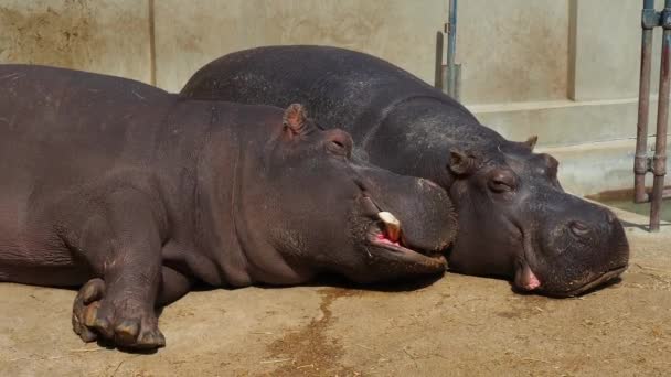 Los hipopótamos mienten y duermen. Hipopótamos hombres y mujeres, pareja casada. El animal ha desnudo sus colmillos y babea durante el sueño. Los hipopótamos disfrutan del sol. La pared empapada. Zoo Belgrado, Serbia. — Vídeos de Stock