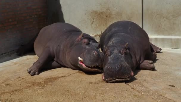 Hippos Lie Sleep Male Female Hippos Married Couple Animal Has — Stock Video