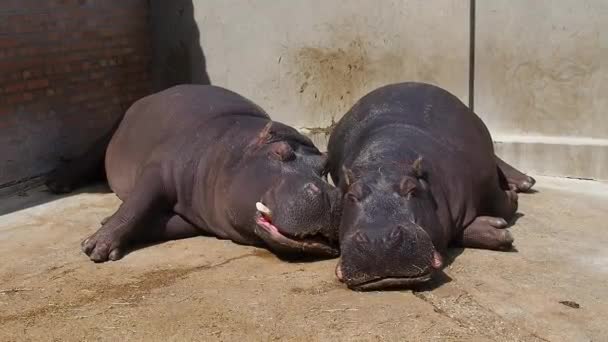 Hippos lie and sleep. Male and female hippos, married couple. The animal has bared its fangs and drool during sleep. Hippos bask in the sun. The drenched wall. Zoo Belgrade, Serbia. — Stock Video