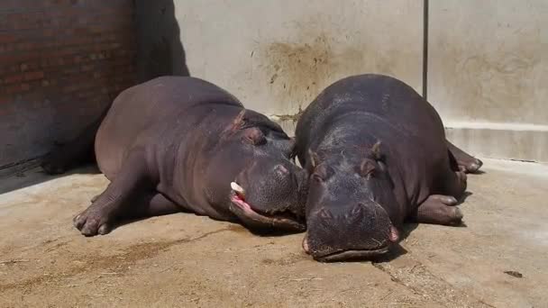 Os hipopótamos mentem e dormem. Hipopótamos masculinos e femininos, casal. O animal desnudou suas presas e baba durante o sono. Os hipopótamos aquecem-se ao sol. A parede encharcada. Zoológico de Belgrado, Sérvia. — Vídeo de Stock