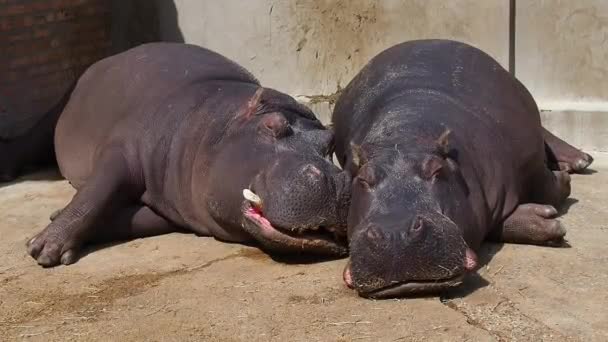 Hipopotamy kłamią i śpią. Mężczyzna i kobieta hipopotamy, małżeństwo. Zwierzę obnażyło kły i śliniło się podczas snu. Hipopotamy wygrzewają się na słońcu. Przemoczona ściana. Zoo Belgrad, Serbia. — Wideo stockowe