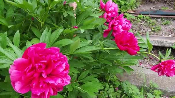 Red-pink peonies in the wind. Beautiful large peony flowers against a background of green foliage and grass. Floristics, floriculture and gardening as a hobby. Windy weather in the flower garden. — Stock Video