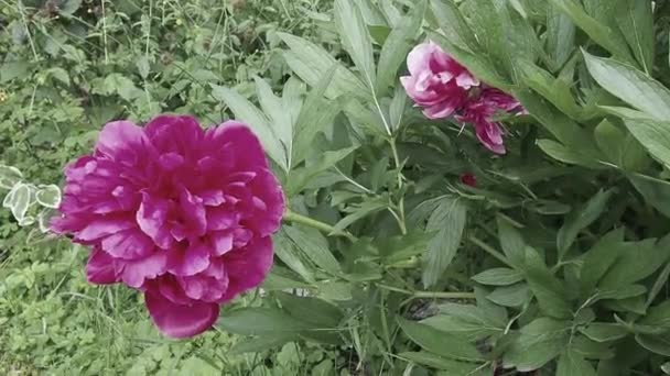 Κοκκινο-ροζ παιώνιες στον άνεμο. Όμορφη μεγάλη παιώνια λουλούδια σε ένα φόντο πράσινο φύλλωμα και γρασίδι. Floristics, ανθοκομία και κηπουρική ως χόμπι. Άνετος καιρός στον κήπο λουλουδιών. — Αρχείο Βίντεο
