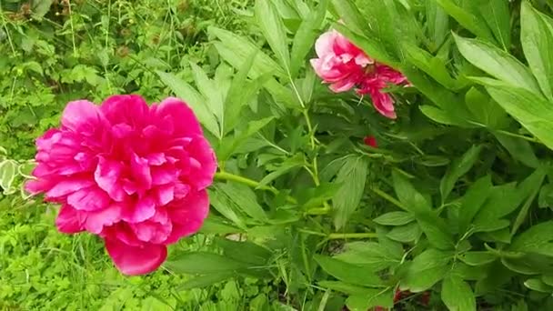 Röd-rosa pioner i vinden. Vackra stora pion blommor mot en bakgrund av grönt lövverk och gräs. Blommor, blomsterodling och trädgårdsskötsel som hobby. Vädret blåser i blomsterträdgården. — Stockvideo