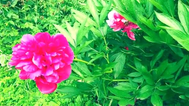 Röd-rosa pioner i vinden. Vackra stora pion blommor mot en bakgrund av grönt lövverk och gräs. Blommor, blomsterodling och trädgårdsskötsel som hobby. Vädret blåser i blomsterträdgården. — Stockvideo