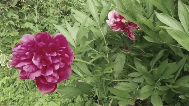 Red-pink peonies in the wind. Beautiful large peony flowers against a background of green foliage and grass. Floristics, floriculture and gardening as a hobby. Windy weather in the flower garden. — Stock Video