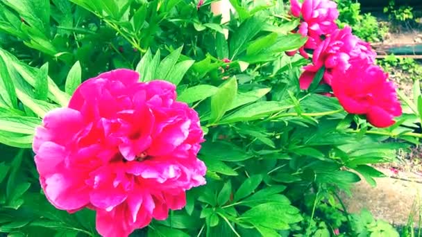 Червоно-рожеві півонії на вітрі. Красиві великі півонійні квіти на тлі зеленого листя і трави. Флористика, квітникарство та садівництво як хобі. Вітряна погода в квітковому саду . — стокове відео