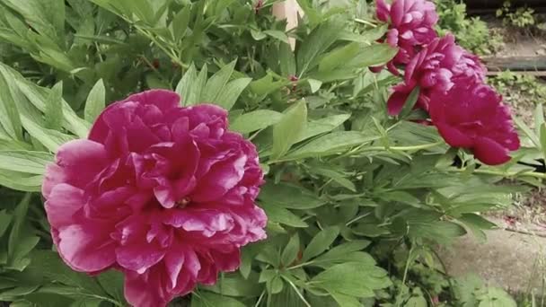 Red-pink peonies in the wind. Beautiful large peony flowers against a background of green foliage and grass. Floristics, floriculture and gardening as a hobby. Windy weather in the flower garden. — Stock Video