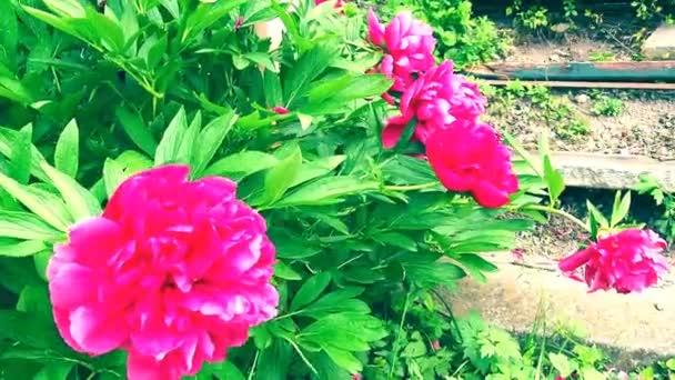 Rot-rosa Pfingstrosen im Wind. Schöne große Pfingstrosenblüten vor einem Hintergrund aus grünem Laub und Gras. Floristik, Floristik und Gärtnern als Hobby. Windiges Wetter im Blumengarten. — Stockvideo