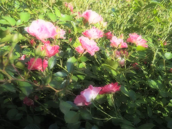 ピンクのバラをスプレー 緑の葉 とげの背景にバラの美しい繊細な花 柔らかい照明 ソフトフォーカス 霧やかすみ グリーティングカード 黄金の時間に撃つ — ストック写真